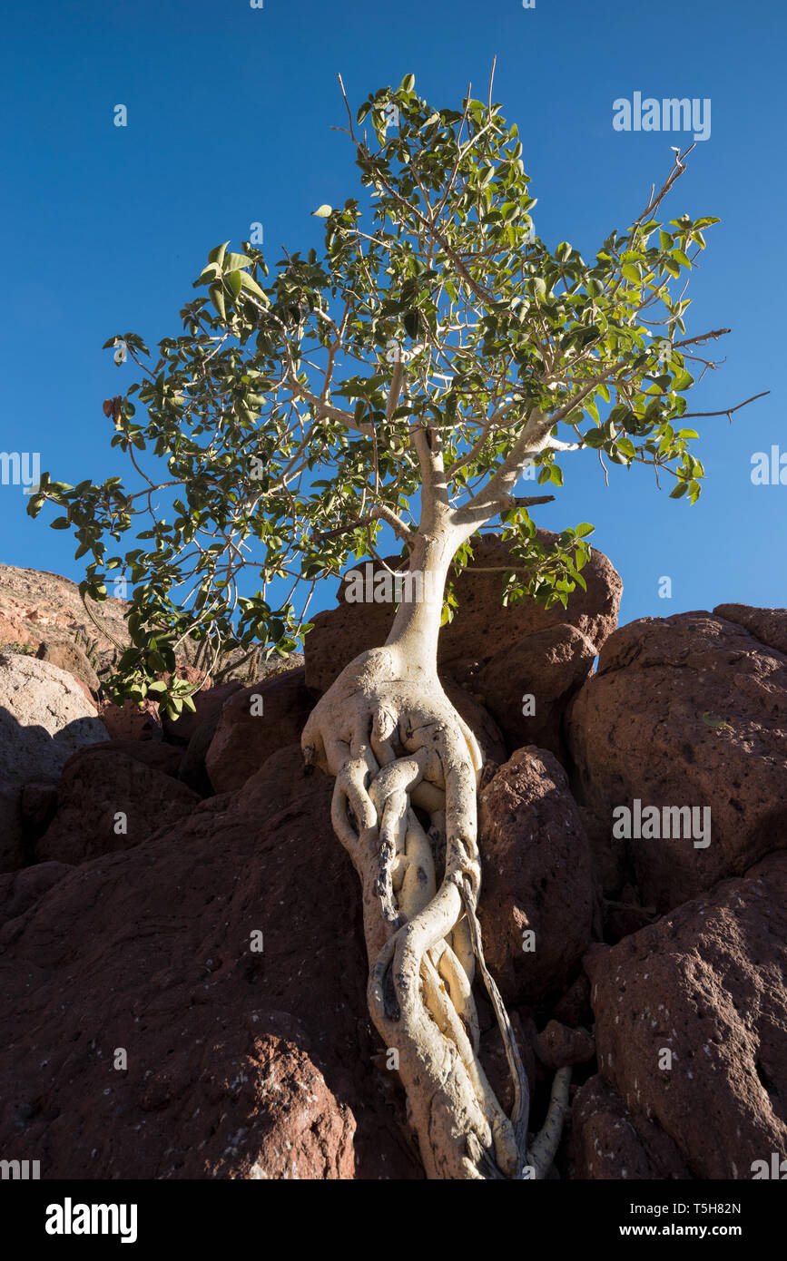 Wild fig tree hires stock photography and images Alamy