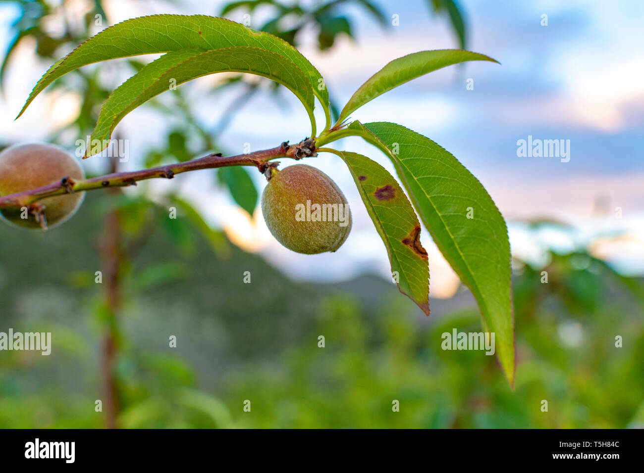 Small unripe apricots fruits riping on apricot tree in spring, farming
