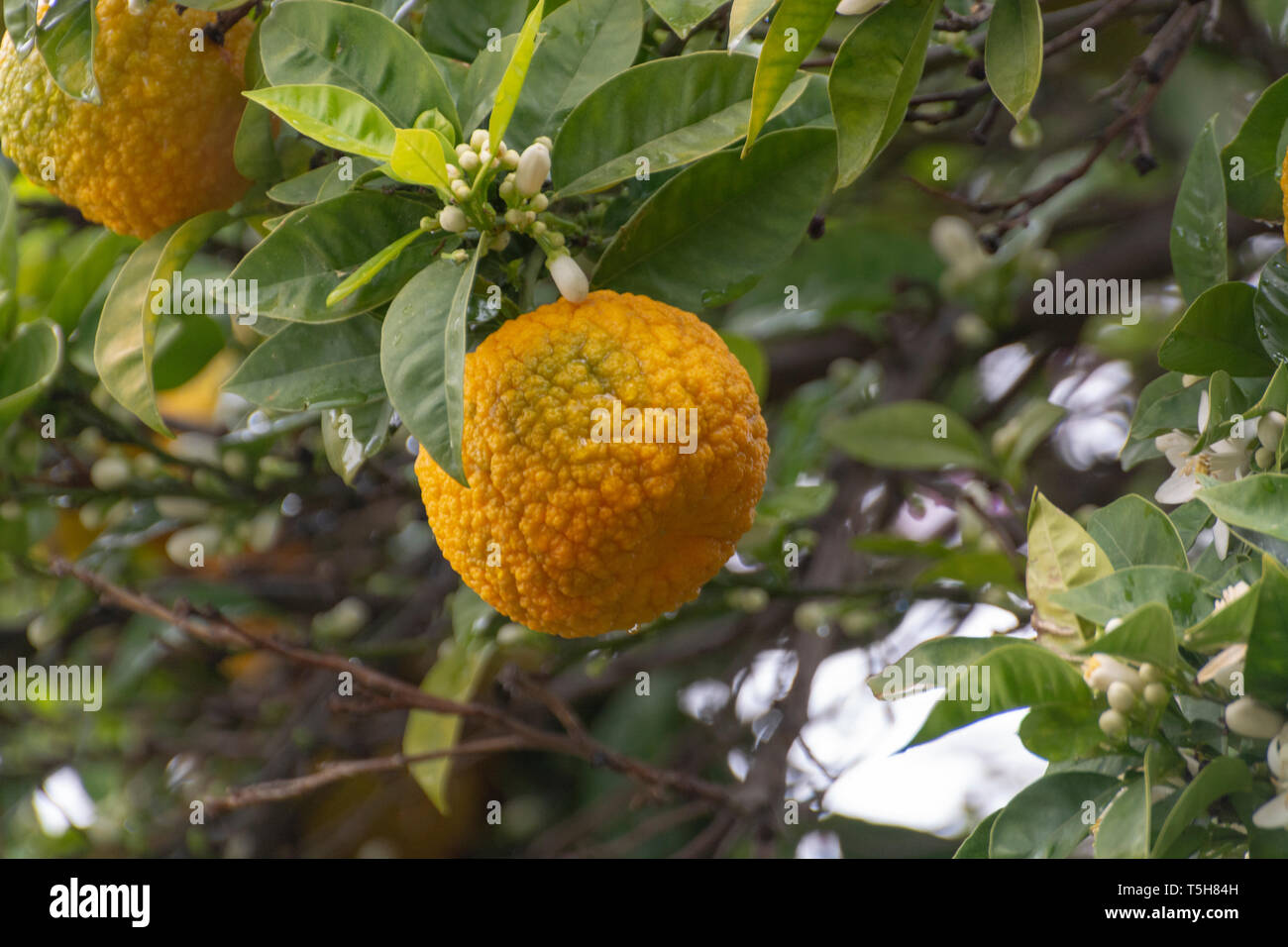 overal voor het geval dat Stuwkracht Citrus fruits of sour orange bergamot riping on blossoming thee close up  Stock Photo - Alamy