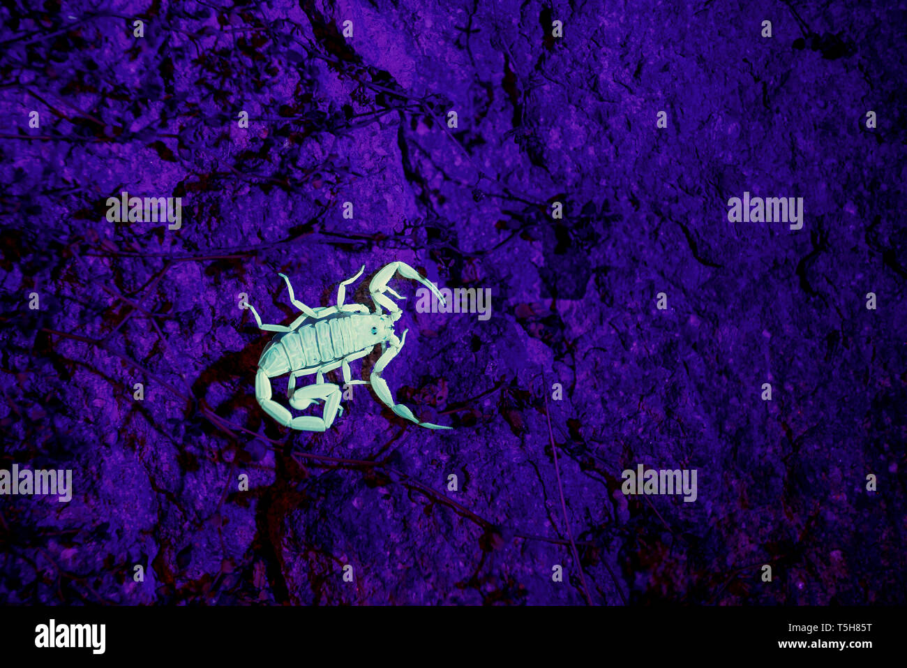 Scorpion as seen at night with a black light, Baja California Sur, Mexico. Stock Photo