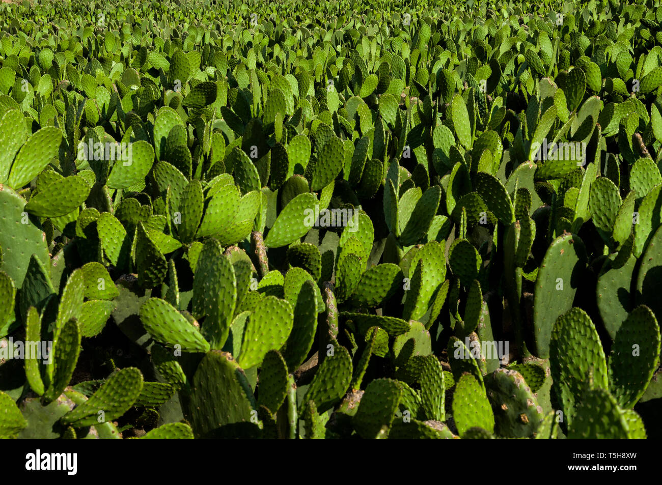 Cactus Field Stock Photo