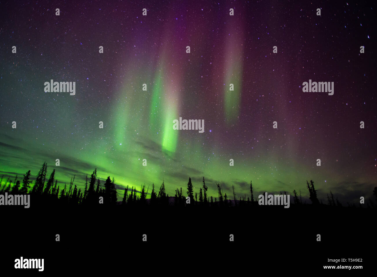 Northern Lights, Denali National Park Alaska Stock Photo Alamy