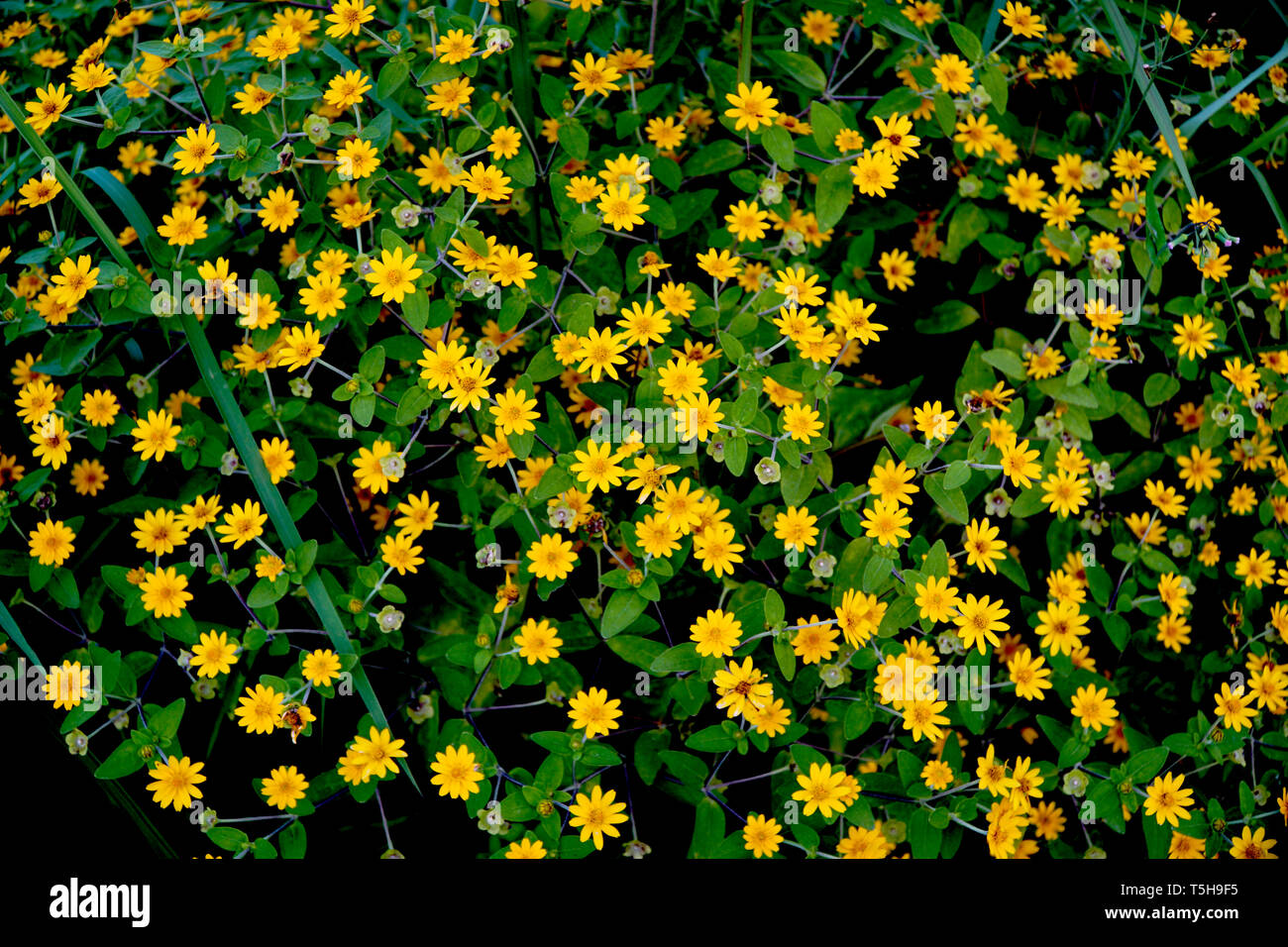 Small yellow flowers, field marigold or Mexican sunflowers Stock Photo