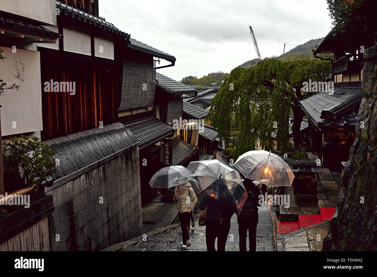 Japanese Umbrella Pine High Resolution Stock Photography and Images - Alamy