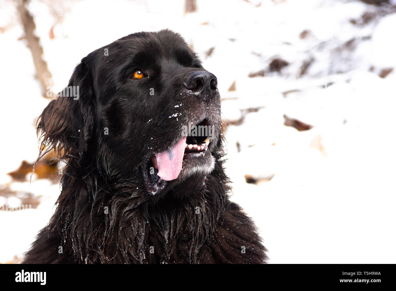 Newfoundland Dog Stock Photo Alamy