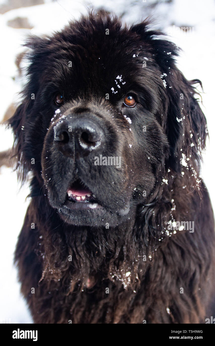 Newfoundland dog paw hi-res stock photography and images - Alamy