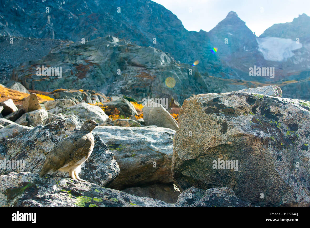 A camouflaged Ptarmigan in a rocky area, Boulder, Colorado, North America Stock Photo