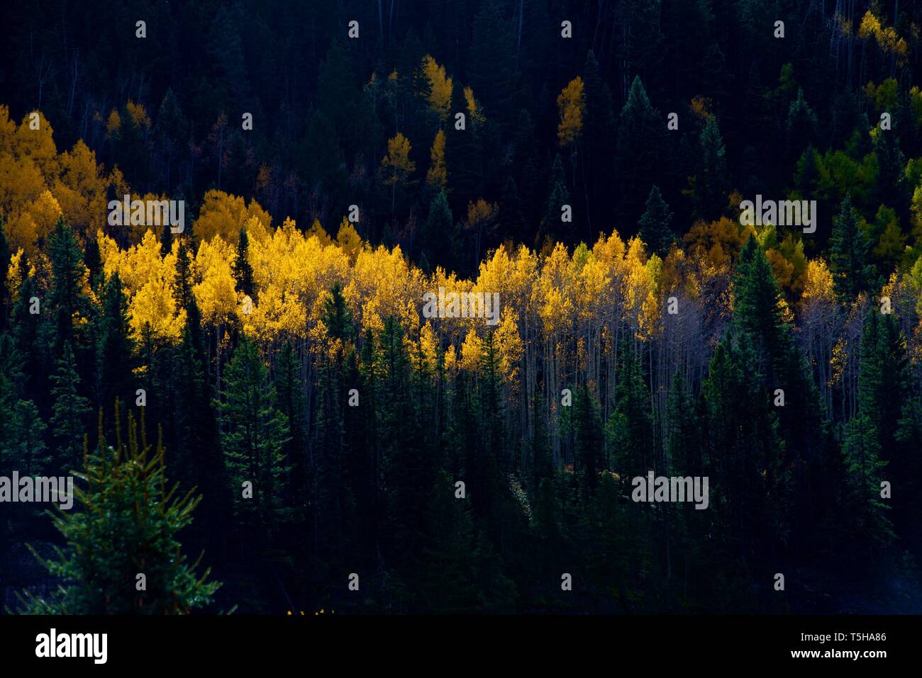 Fall Foliage in Telluride, Colorado Stock Photo - Alamy