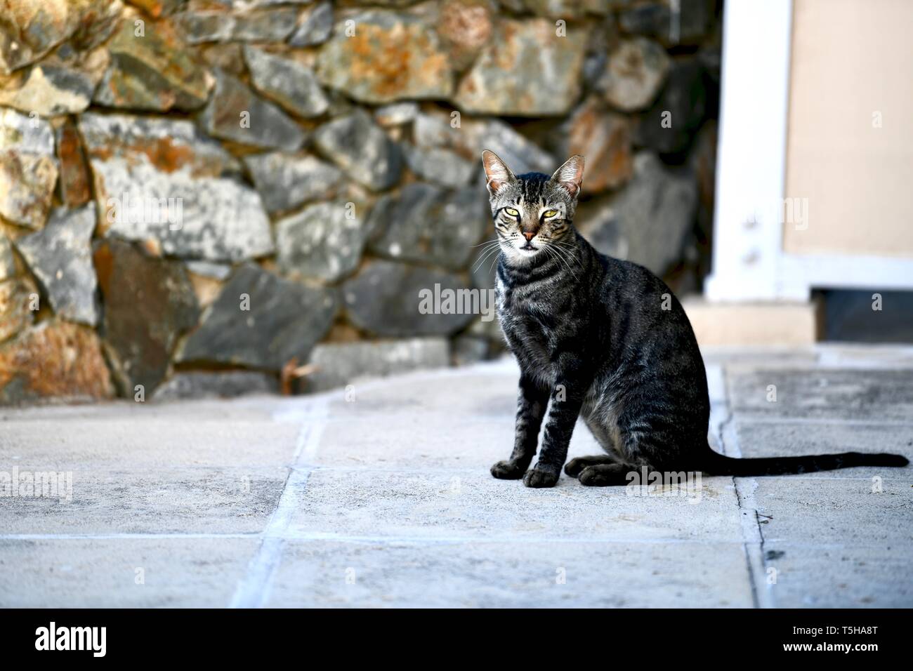 Feral cat at the Buccaneer hotel in St. Croix Stock Photo