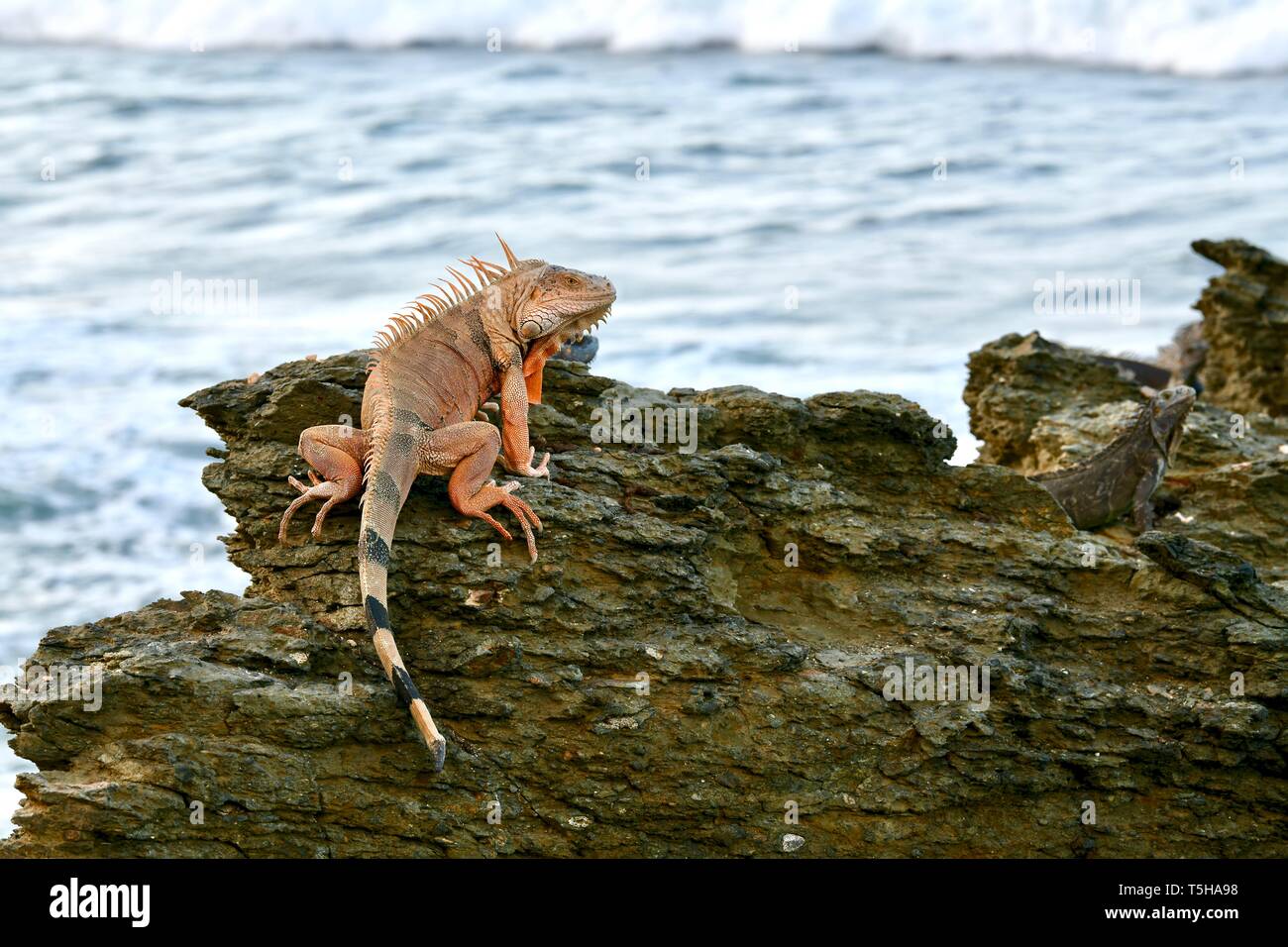 Iguana on a rocky shore in St. Croix, United States Virgin Islands Stock Photo