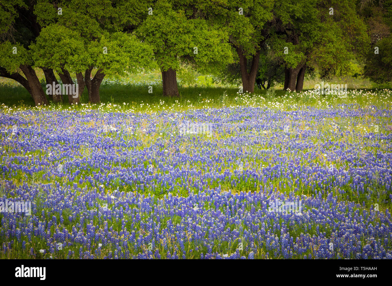 The Texas Hill Country is a twenty-five county region of Central Texas and South Texas featuring karst topography and tall rugged hills consisting of  Stock Photo