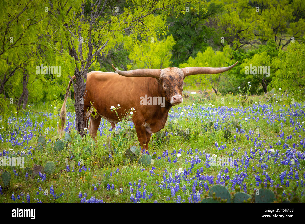 Longhorn cattle among bluebonnets in the Texas Hill Country. Stock Photo