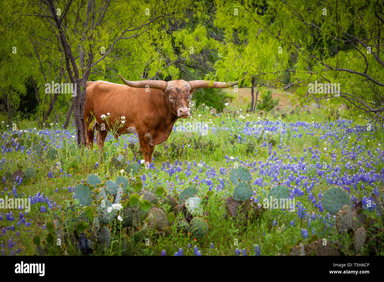 Longhorn cattle among bluebonnets in the Texas Hill Country. Stock Photo