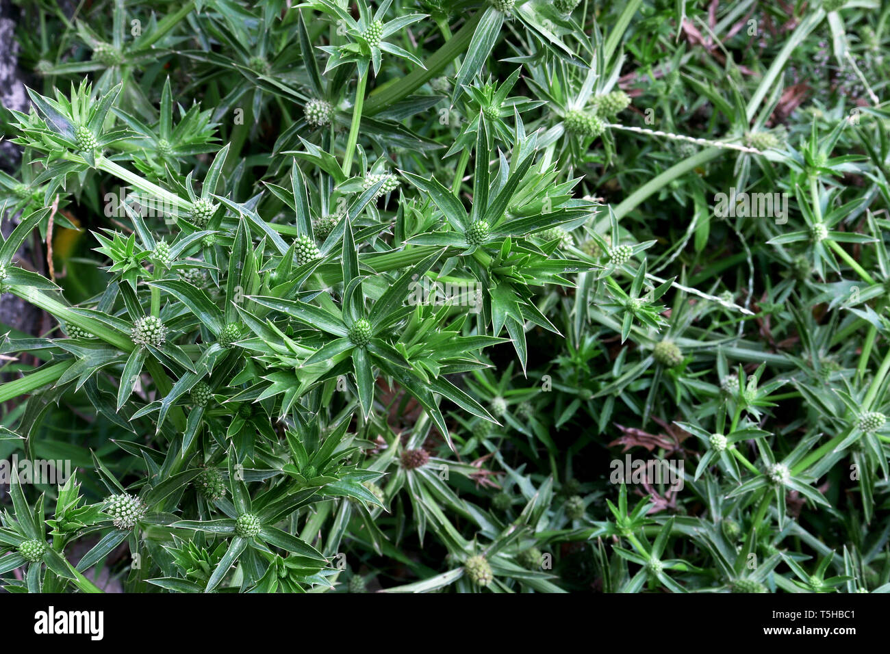 Culantro, Fresh organic culantro, Sawtooth coriander, parsley growing