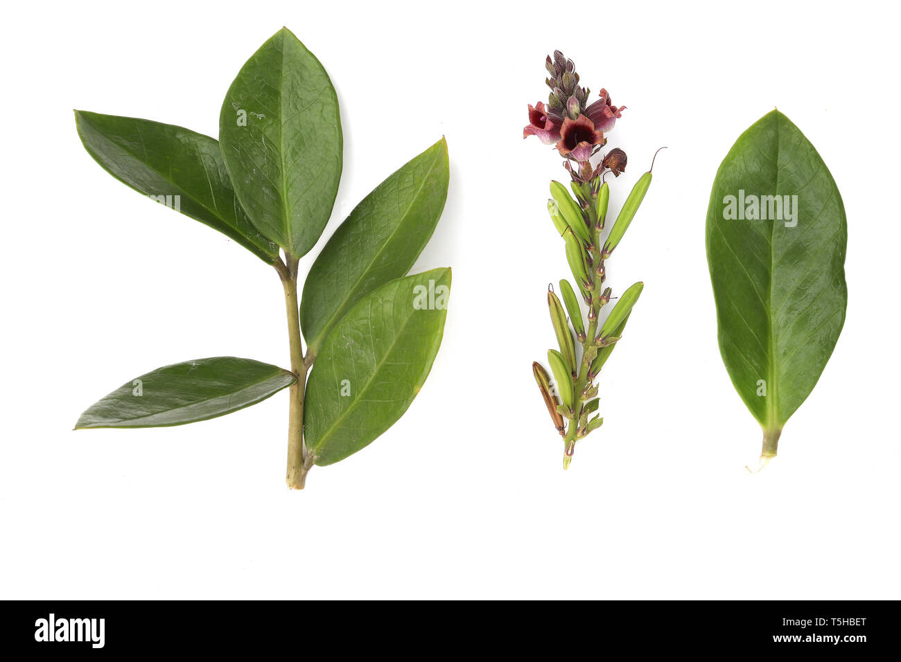 Zamioculcas. Dollar tree. Secculent. Green leaf. Indoor flower. Madagascar is a plant. Zamiokulkas isolated on white background High resolution image  Stock Photo