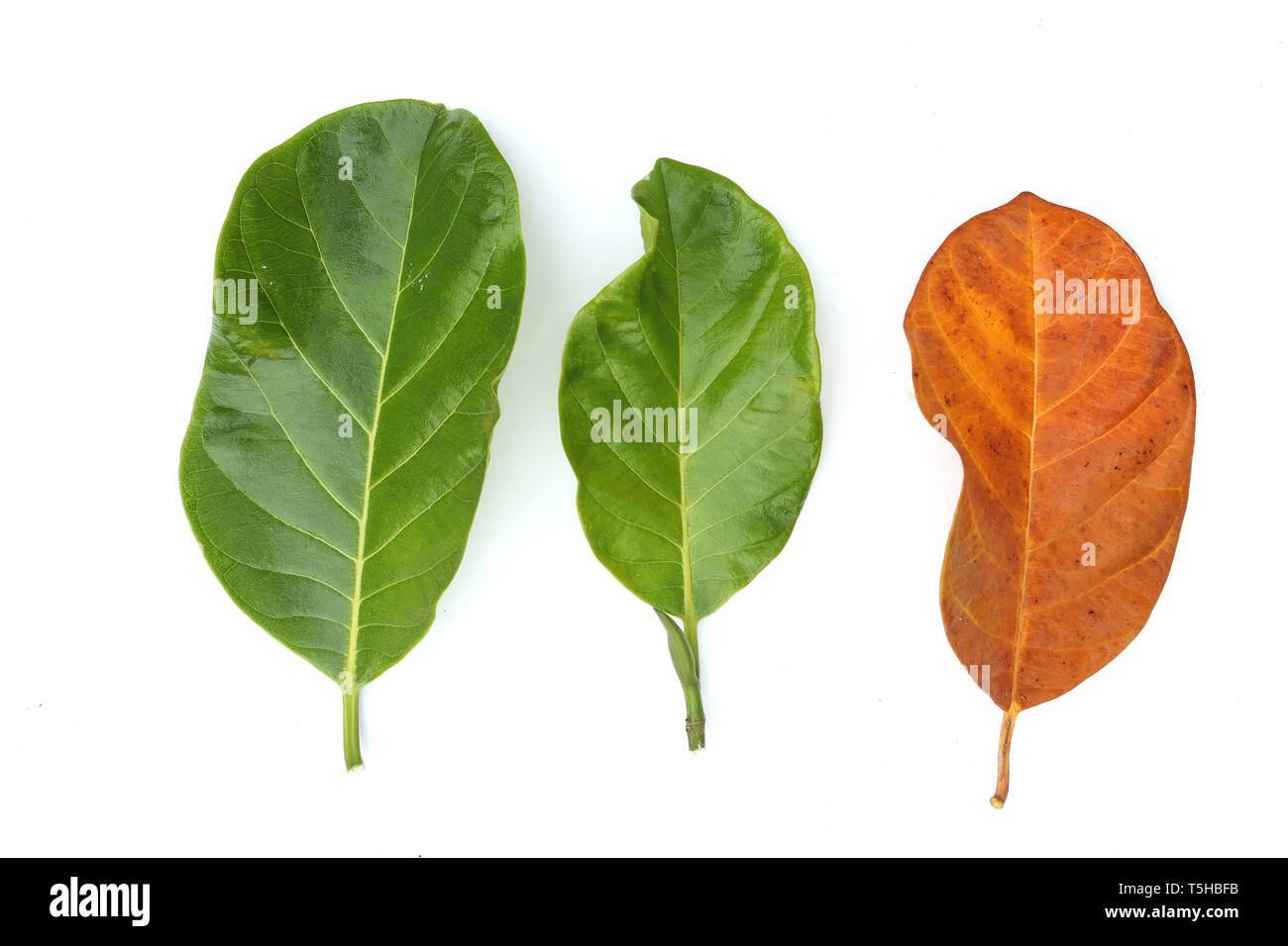 Jackfruit leaves ,Green , orange, isolated on white background High resolution image gallery. Stock Photo