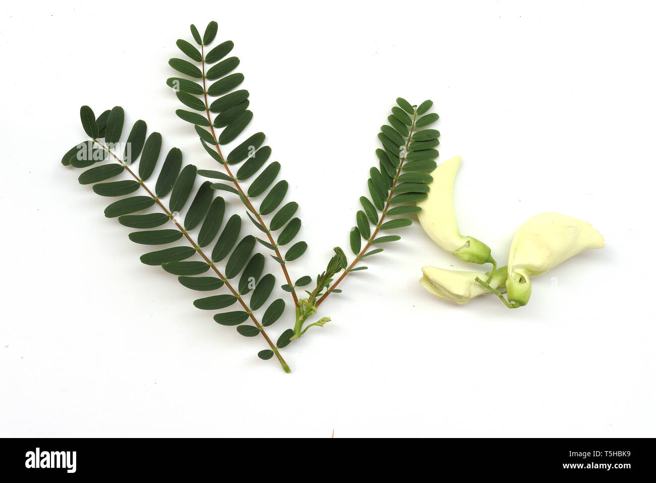 green agasta with leaf : Sesbania grandiflora , Aeschynomene , agati or hummingbird tree . can eat these flower as vegetable or herb isolated on white Stock Photo