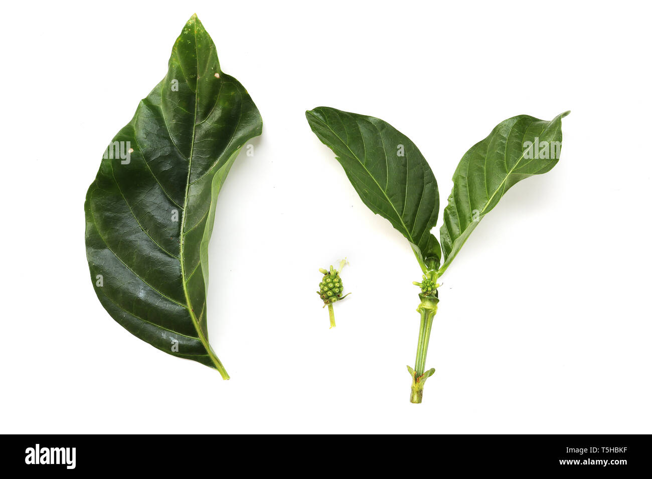 Morinda citrifolia leaves isolated on white background.great morinda, Indian mulberry, noni, beach mulberry, cheese.High resolution image gallery. Stock Photo