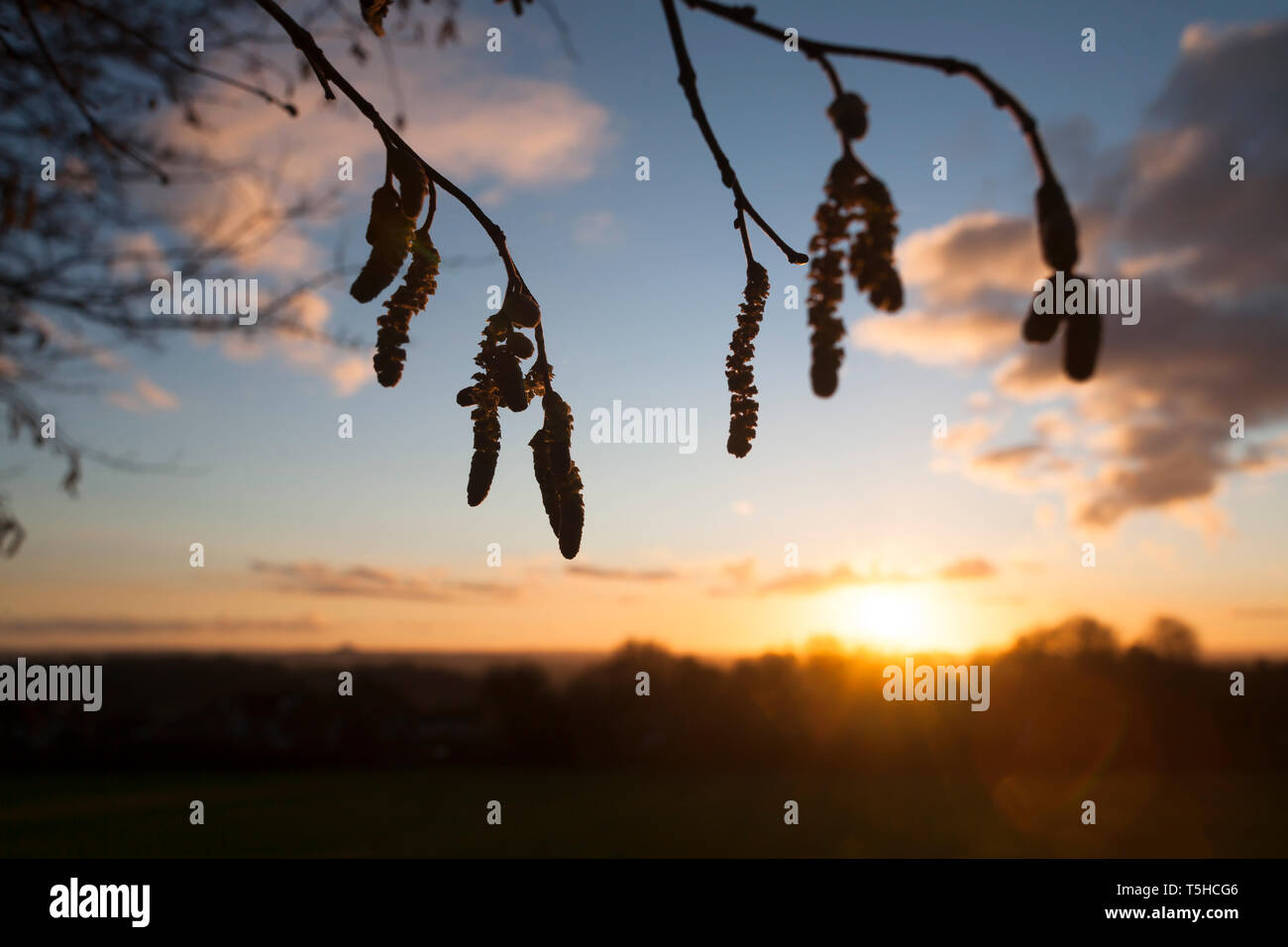 Catkins and Sunset Stock Photo