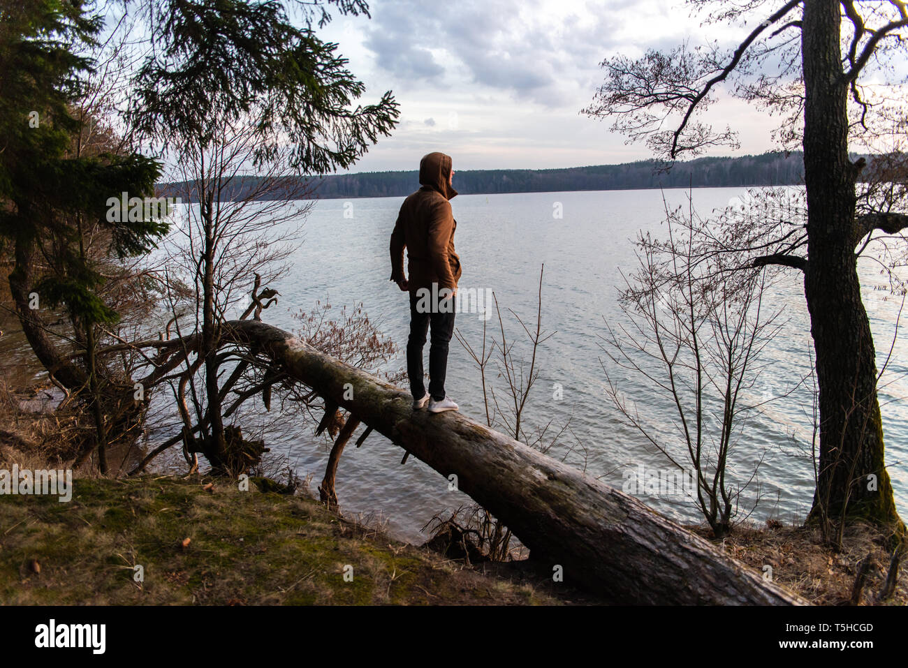 Man standing on an overturned tree, looking at the lake Stock Photo