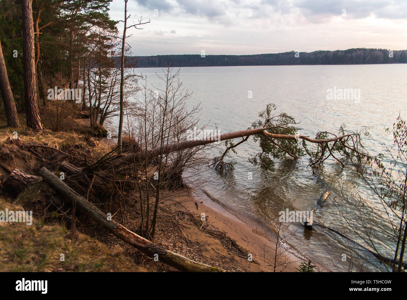 Fallen tree, overturned Pine lying on the edge of the lake Vištytis after the sunset Stock Photo