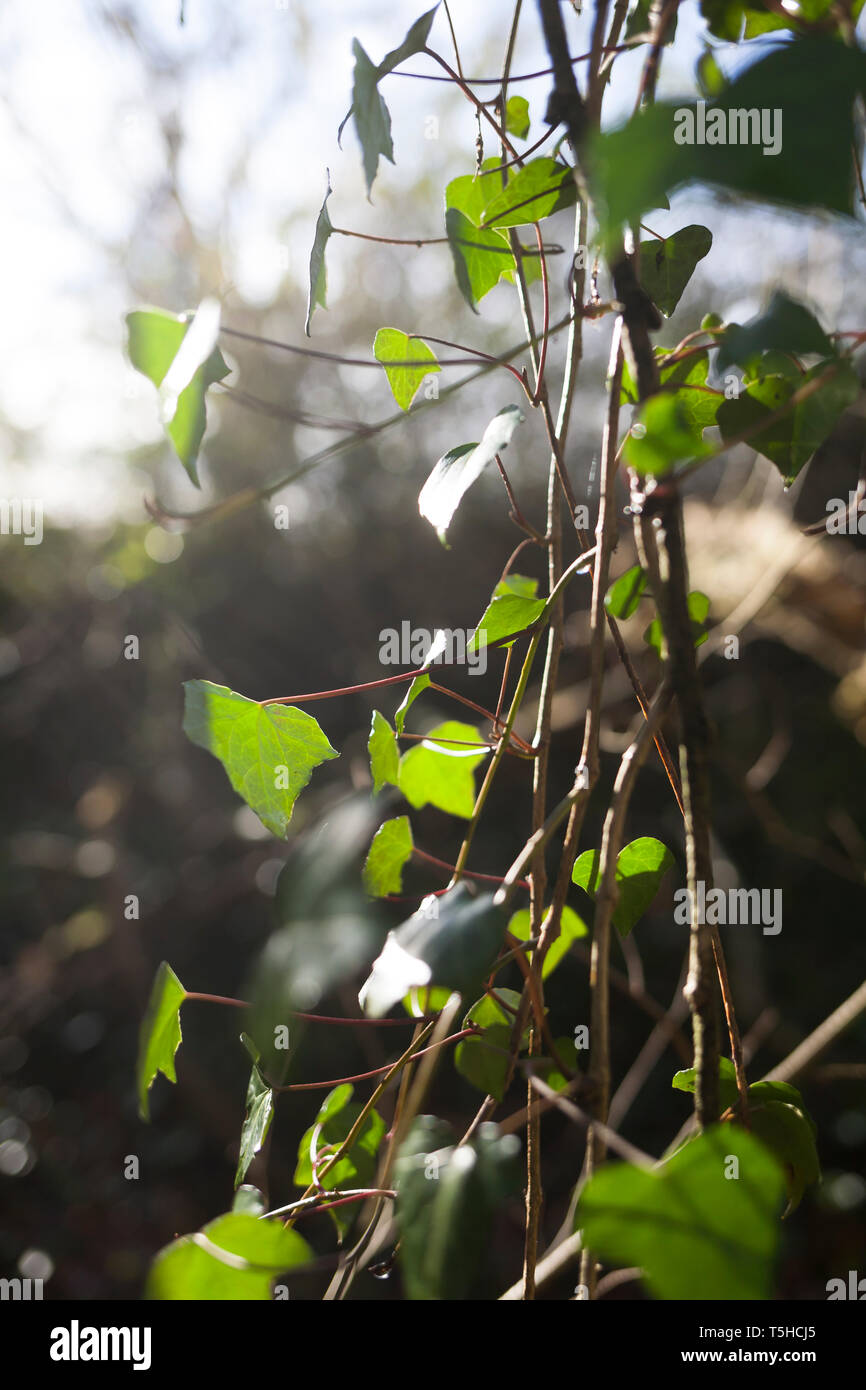 Ivy growing in woodland Stock Photo