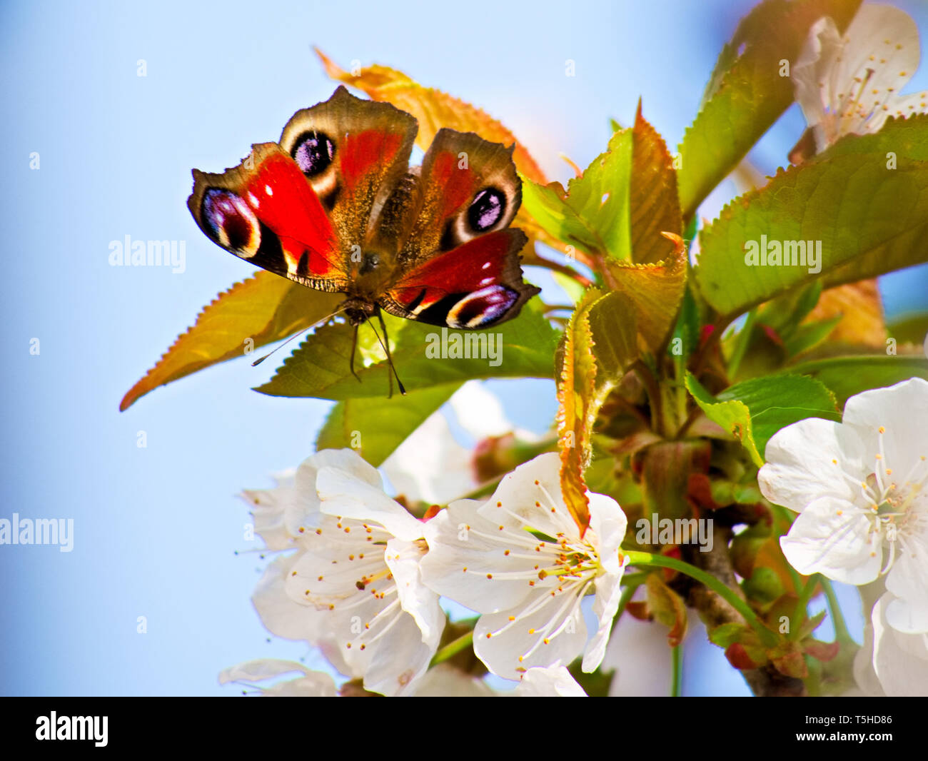 Peacock butterfly on cherry blossoms Stock Photo