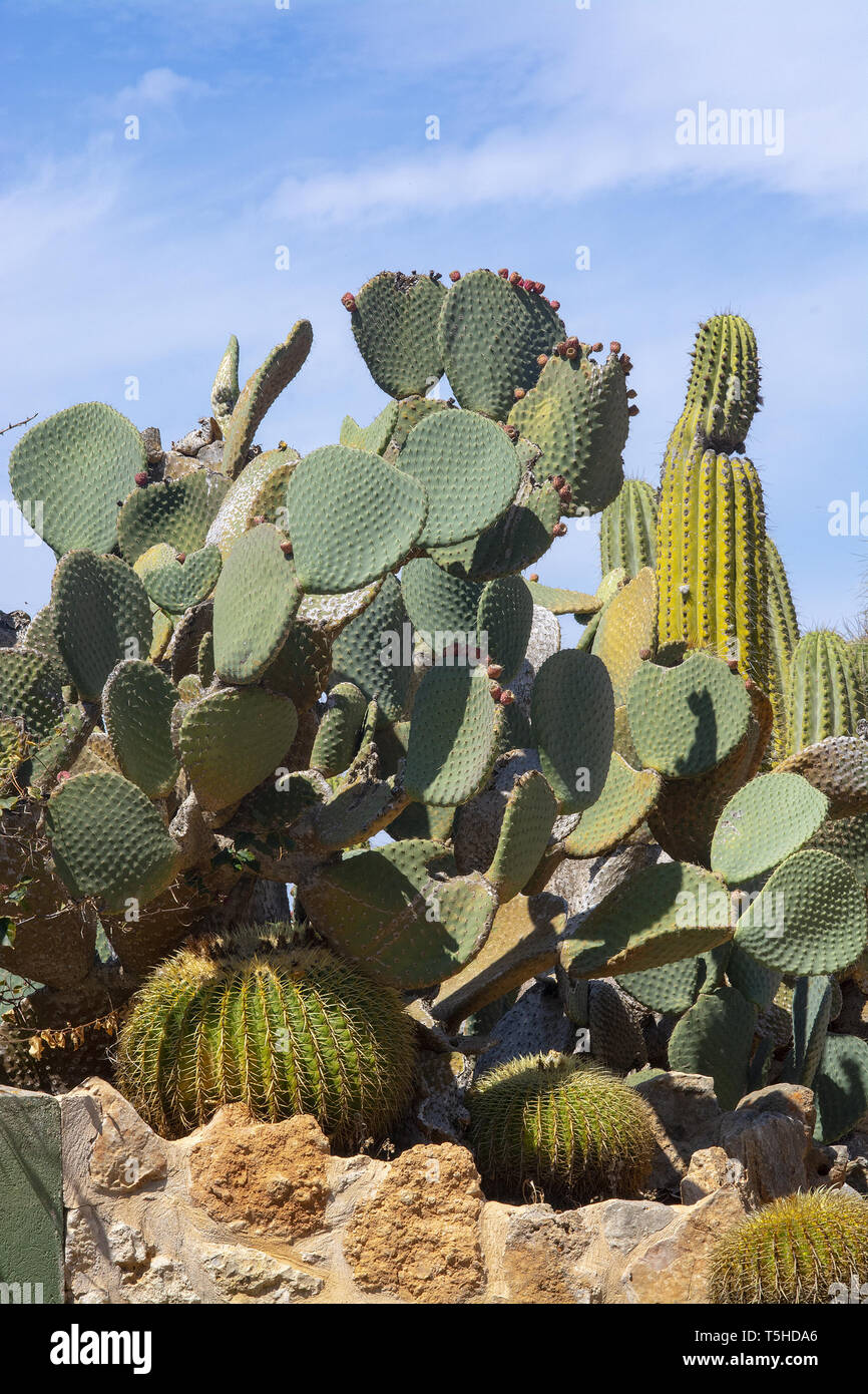 SES SALINES, MALLORCA, SPAIN - APRIL 15, 2019: Cactus and succulent plants in arid landscape park Botanicactus on April 15, 2019 in Ses Salines, Mallo Stock Photo