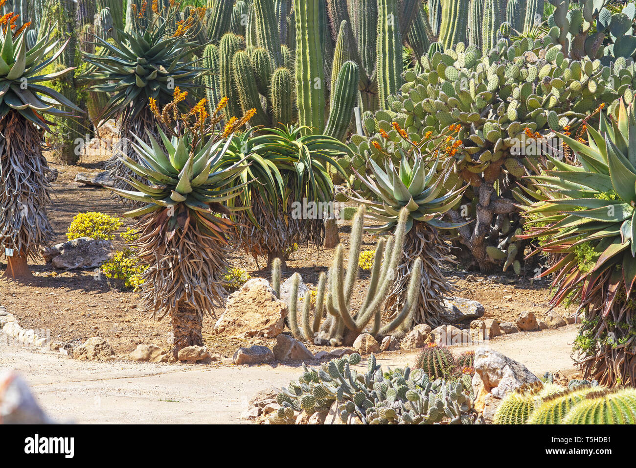 SES SALINES, MALLORCA, SPAIN - APRIL 15, 2019: Cactus and succulent plants in arid landscape park Botanicactus on April 15, 2019 in Ses Salines, Mallo Stock Photo