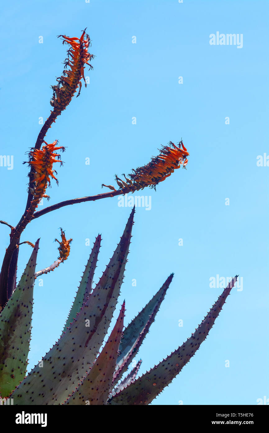 Succulent red agave flowers closeup against blue sky Stock Photo