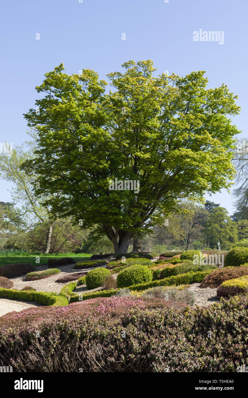 Acer Palmatum tree in spring, Woburn Abbey Gardens, Bedfordshire, UK Stock Photo