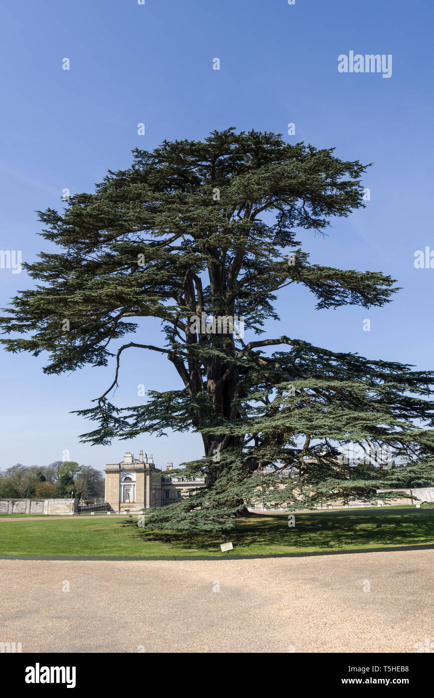 Specimen Cedar of Lebanon tree, cedrus libani, in the grounds of Woburn Abbey, Bedfordshire, UK Stock Photo
