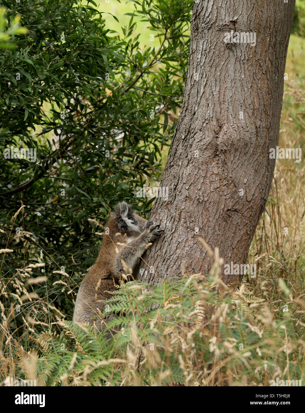 Free living koala in Australia Stock Photo Alamy