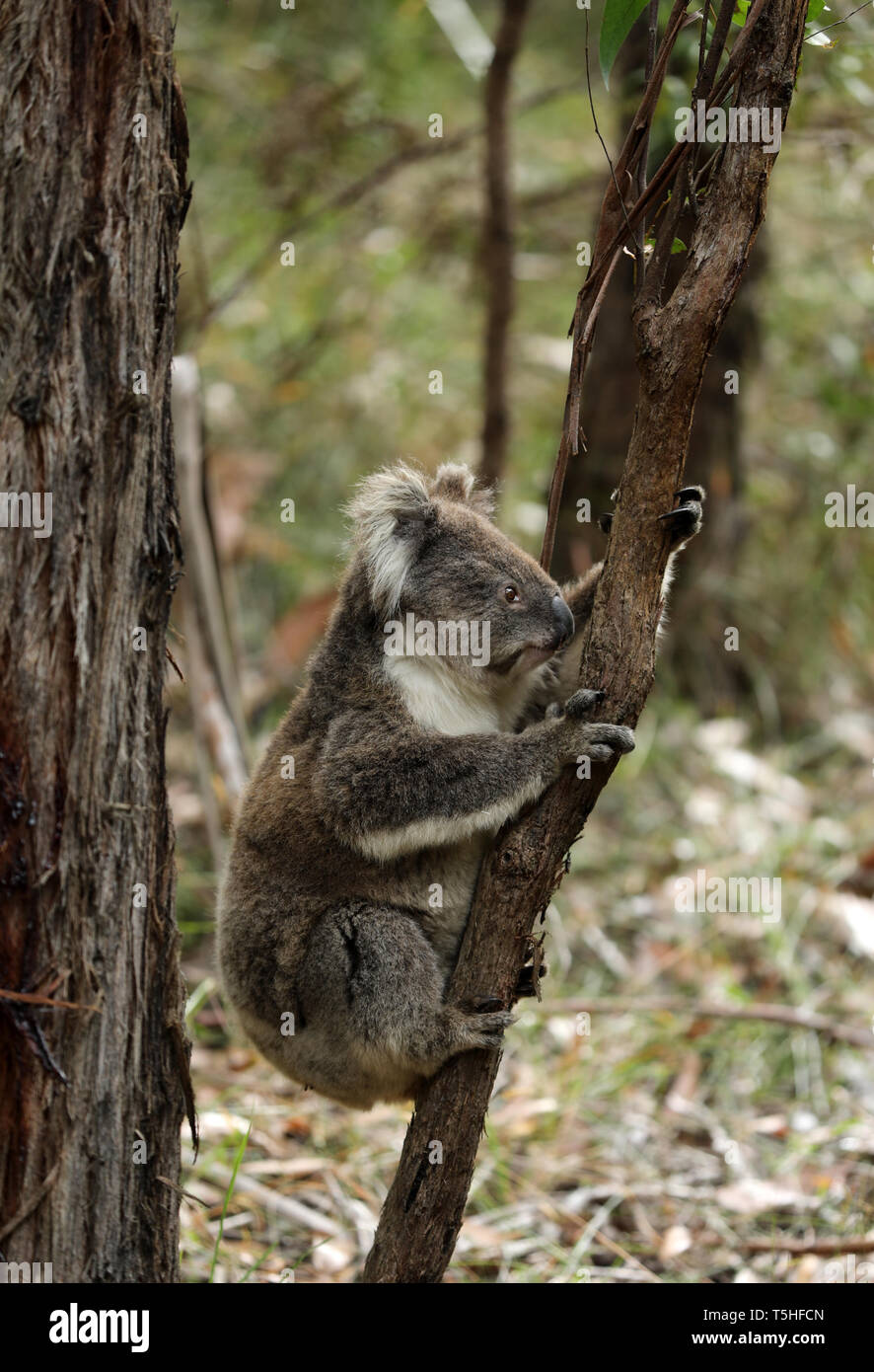Free living koala in Australia Stock Photo Alamy
