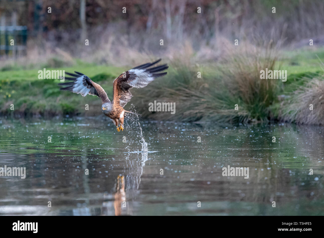 Red kite (Milvus milvus) taking a trout from a lake in Rutland, UK Stock Photo