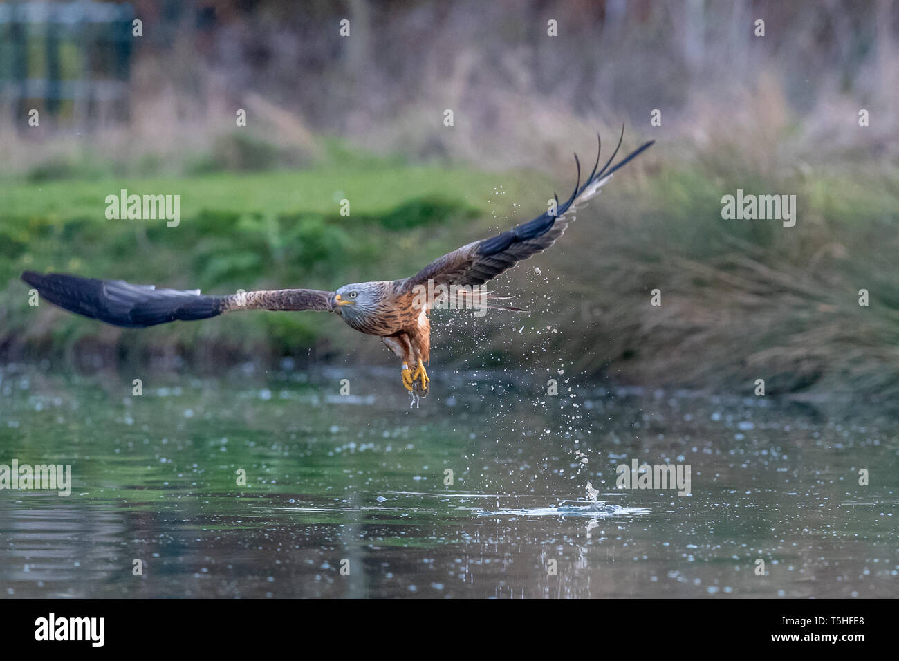 Red kite (Milvus milvus) taking a trout from a lake in Rutland, UK Stock Photo