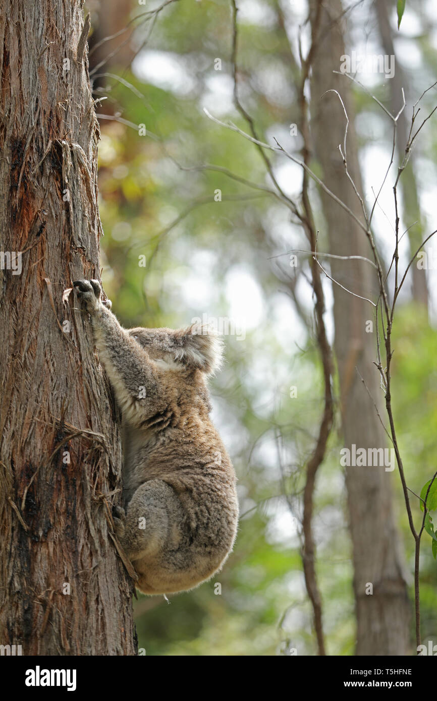 Australia koala danger hi-res stock photography and images - Alamy