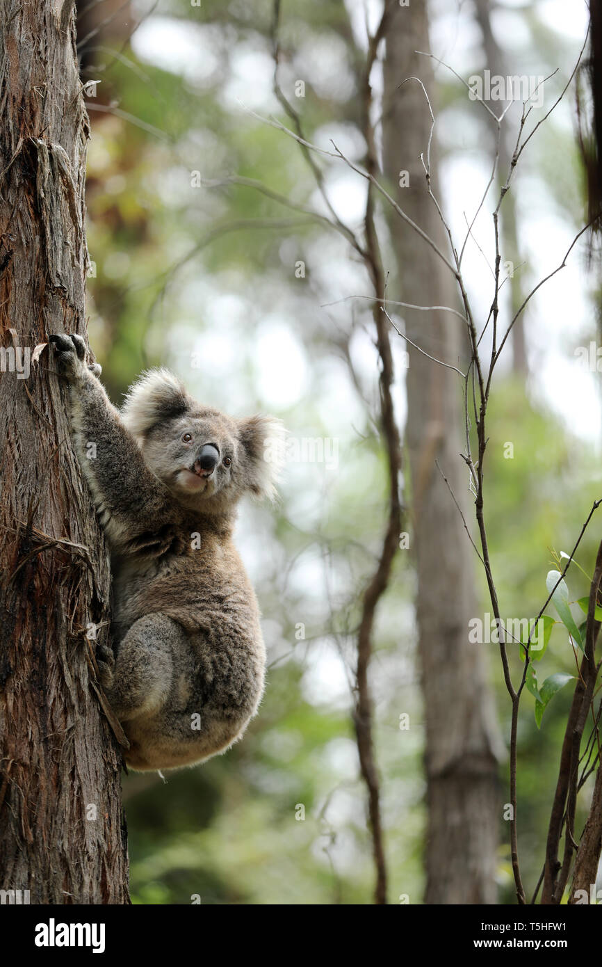 Free living koala in Australia Stock Photo - Alamy