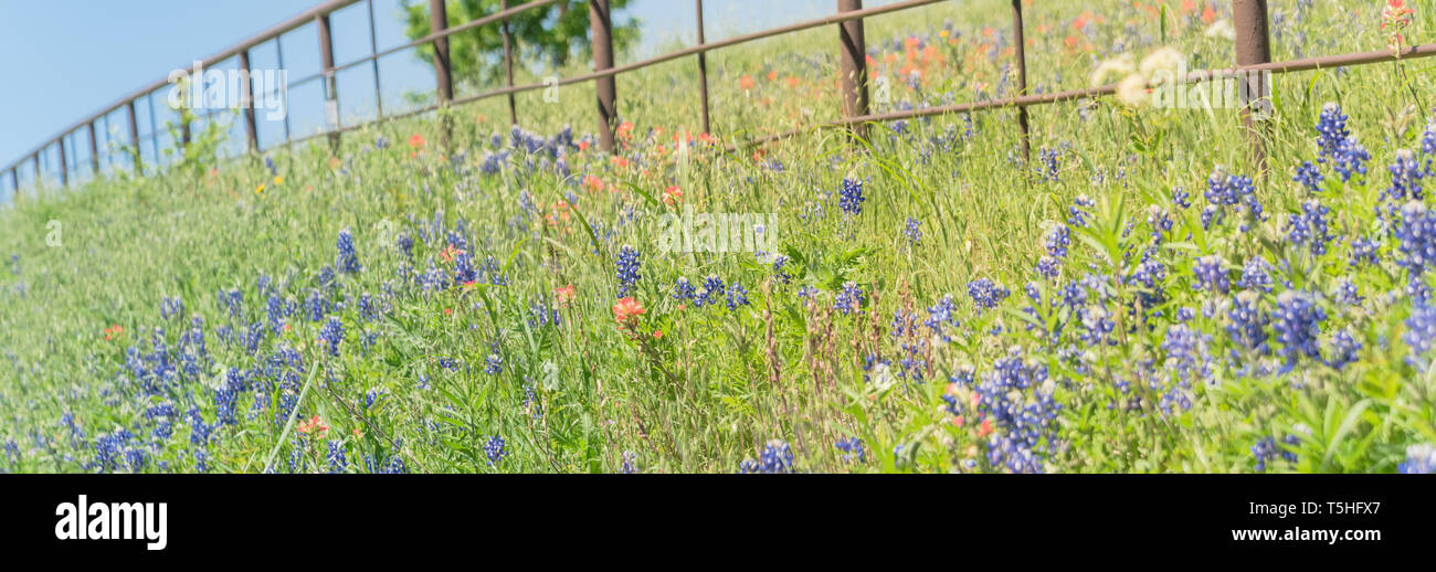 Panoramic view Indian Paintbrush and Bluebonnet blooming along old metal fence Stock Photo