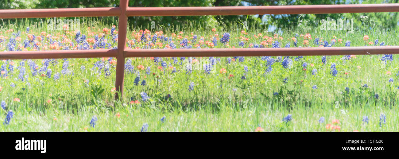 Panoramic view Indian Paintbrush and Bluebonnet blooming along old metal fence Stock Photo