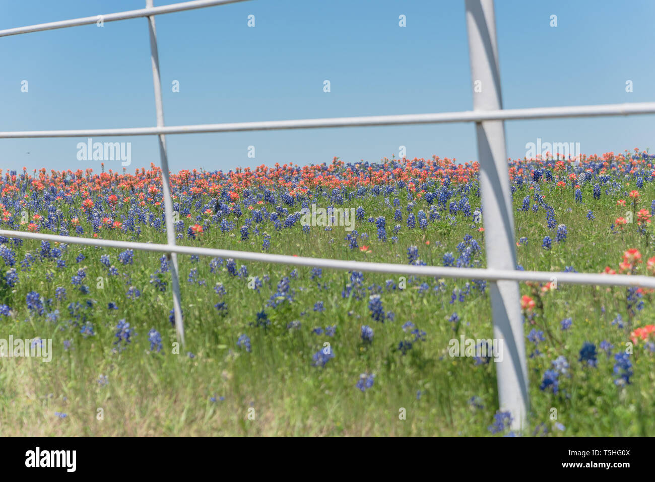 White metal fence with Indian Paintbrush and Bluebonnet blooming Stock Photo