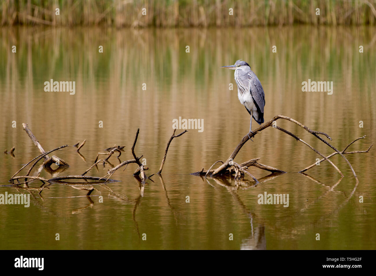Lonely Brooding Vigil Of Solitary Heron >> Loner Bird Stock Photos Loner Bird Stock Images Alamy Lonely Brooding Vigil Of Solitary Heron >> Loner Bird Stock Photos Loner Bird Stock Images Alamy
