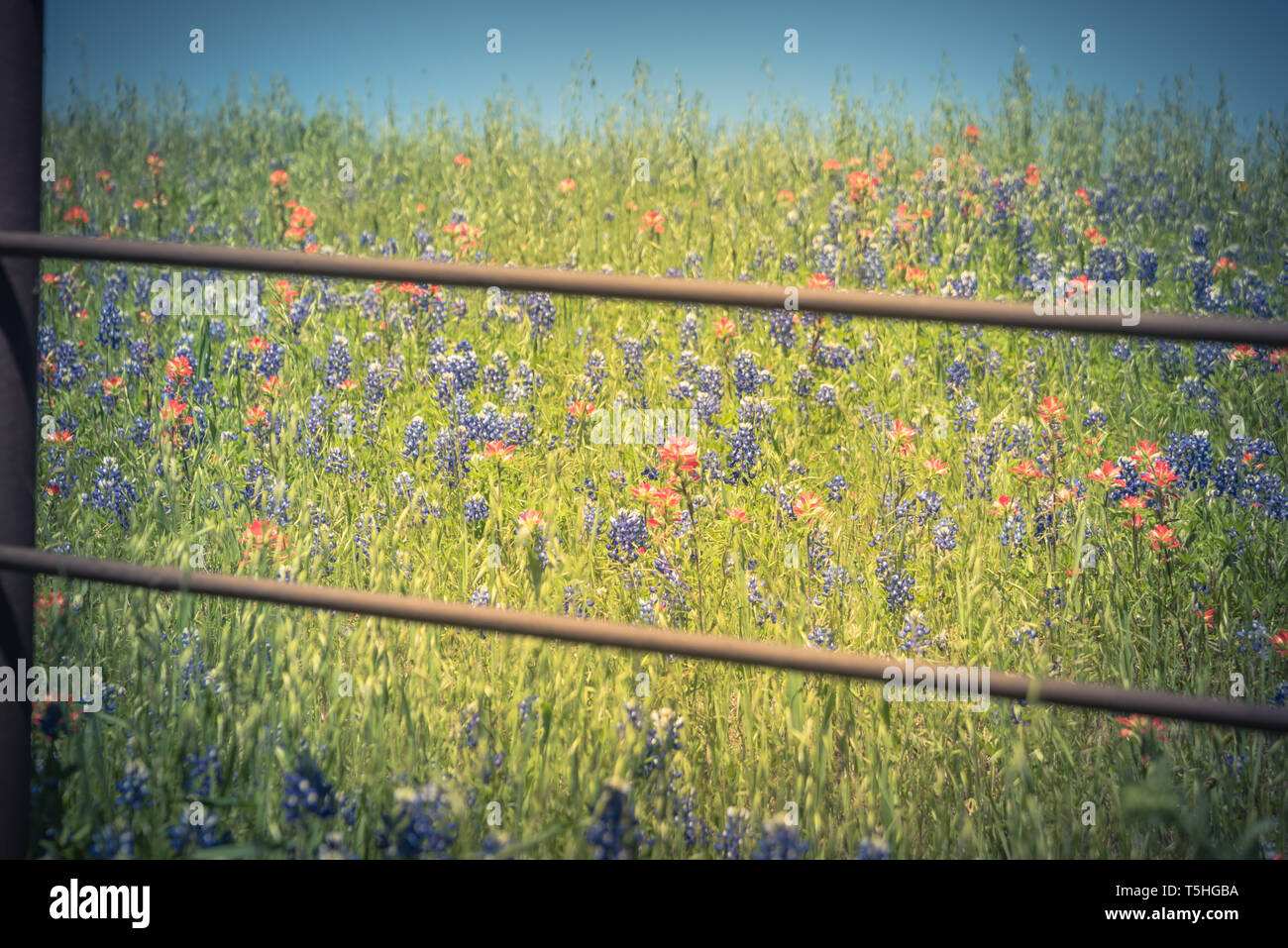 Filtered image Indian Paintbrush and Bluebonnet blooming along old metal fence Stock Photo