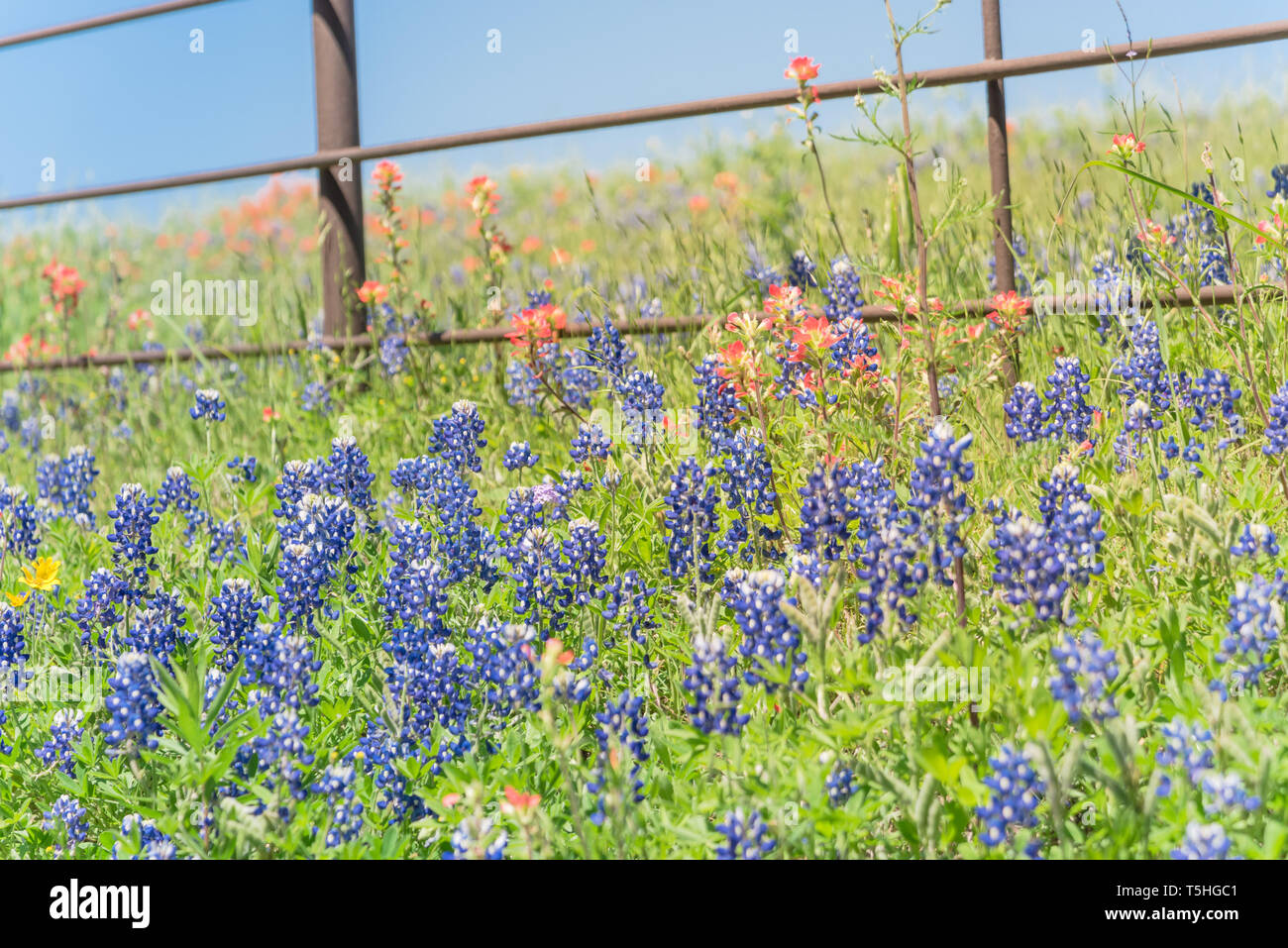 Indian Paintbrush and Bluebonnet blooming along old metal fence Stock Photo