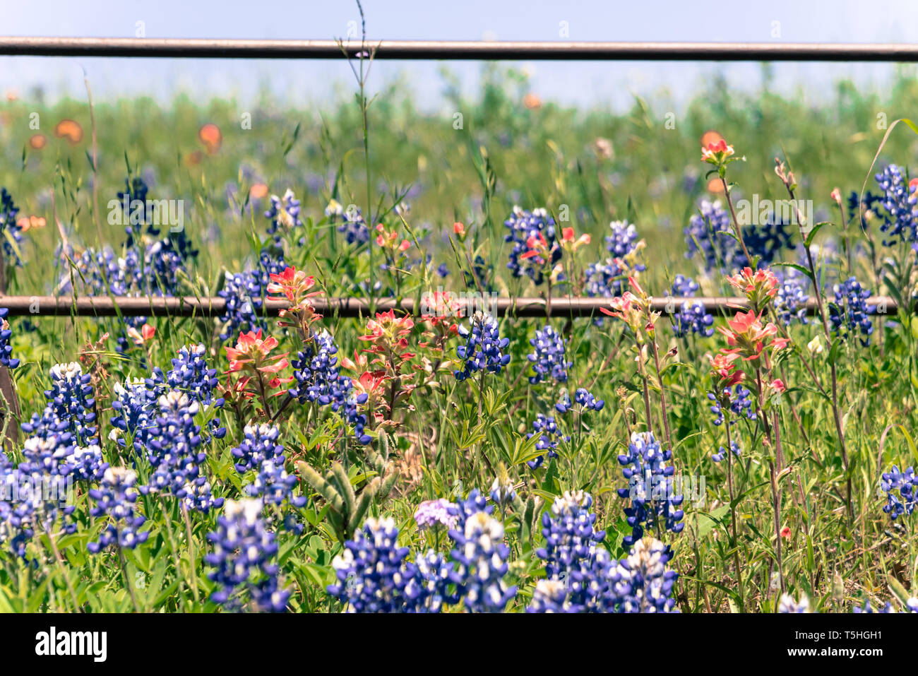 Filtered image Indian Paintbrush and Bluebonnet blooming along old metal fence Stock Photo
