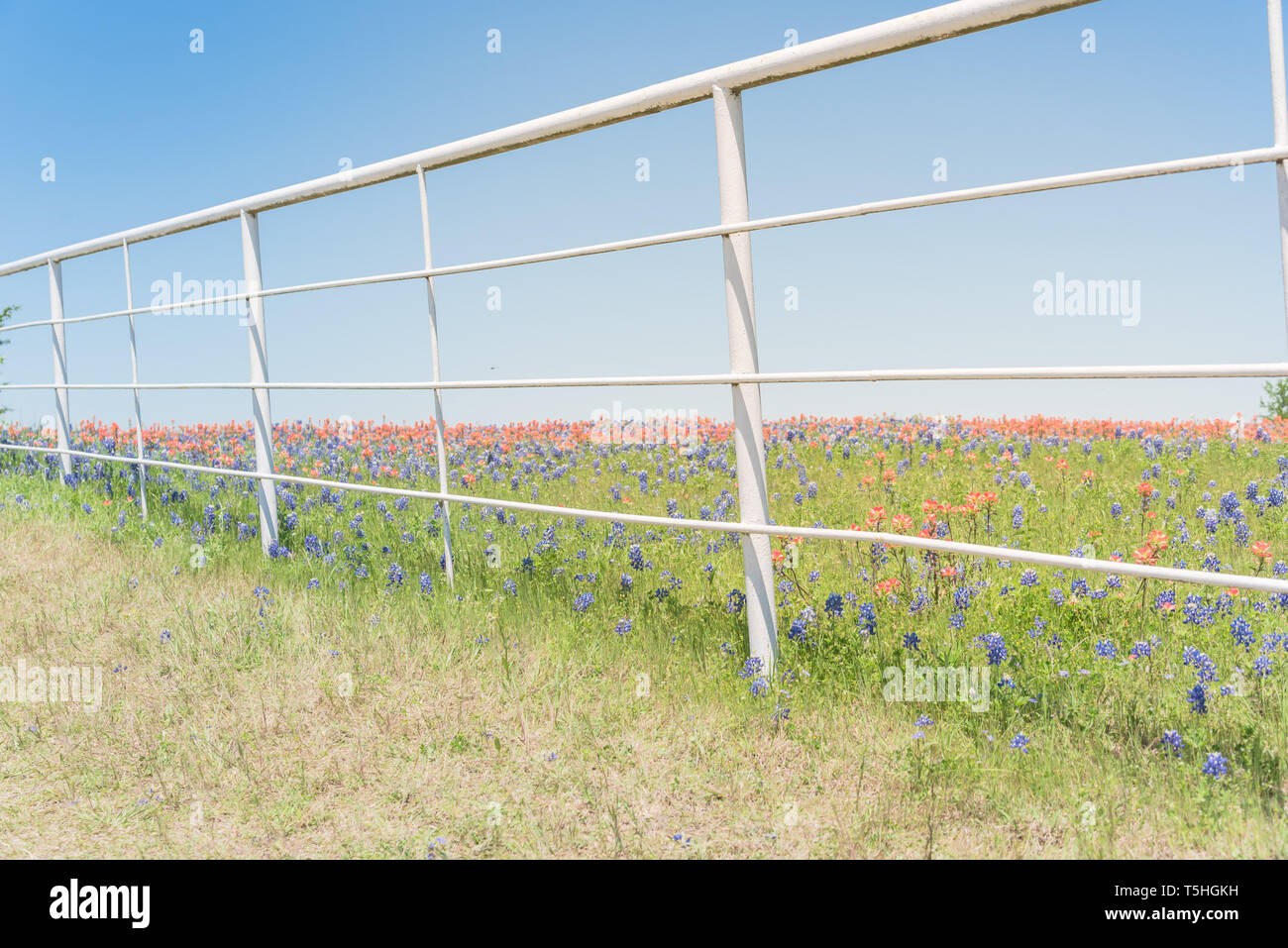 White metal fence with Indian Paintbrush and Bluebonnet blooming Stock Photo