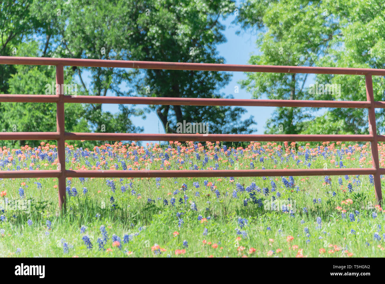 Indian Paintbrush and Bluebonnet blooming along old metal fence Stock Photo