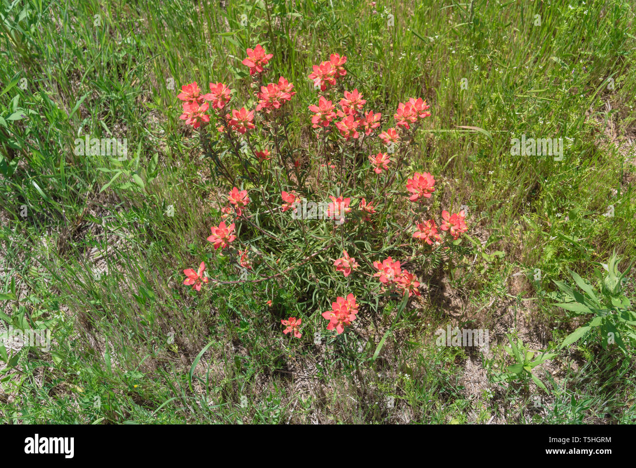 Close-up a bush of Indian Paintbrush blossom in nature Stock Photo