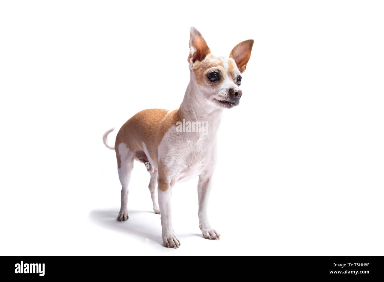Elderly chihuahua dog isolated on a white background. Dog at studio