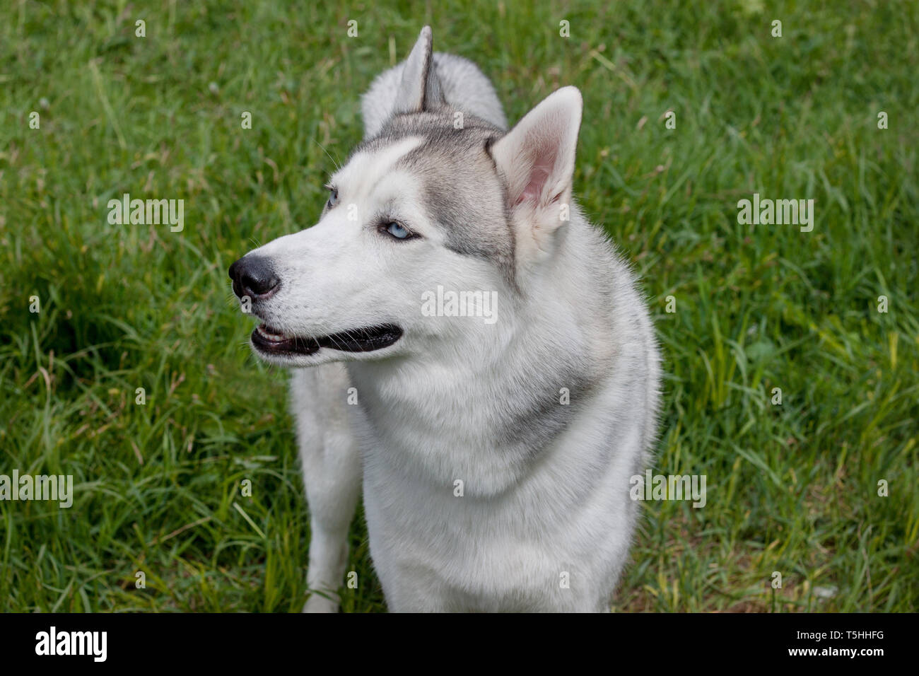 Siberian husky is standing on a green meadow. Pet animals. Purebred dog